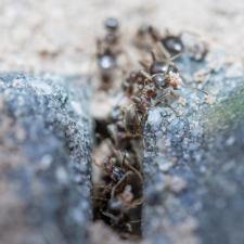 Will Sealing Pavers Prevent Ants? Everything You Need to Know. Thumbnail